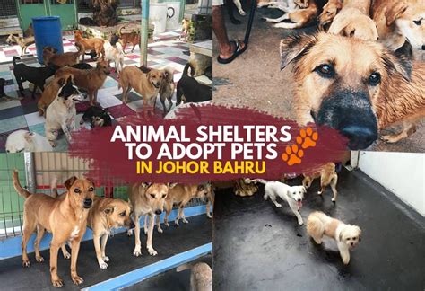 Johor bahru old chinese temple is the closest landmark to the puteri pacific johor bahru. Animal Shelters to Adopt Pets in Johor Bahru - JOHOR NOW