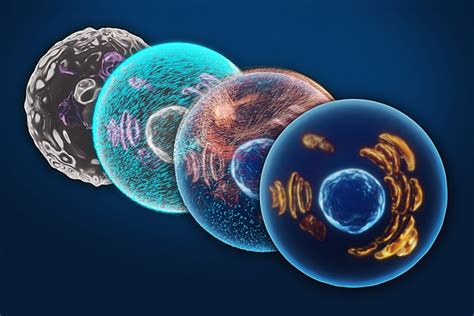 Los 8 Tipos De Células Del Sistema Inmune Y Sus Funciones