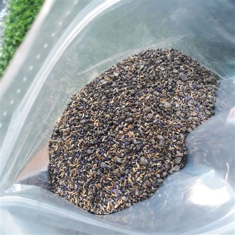 Harga beberapa jenis dan juga ukuran rumput sintetis sekarang ini mengalami kenaikan, meskipun ada juga yang harganya selalu stabil seperti rumput sintetis 8 mm dan juga 13 mm. Jual rumput manila-benih rumput manila impor - Kab. Bogor ...