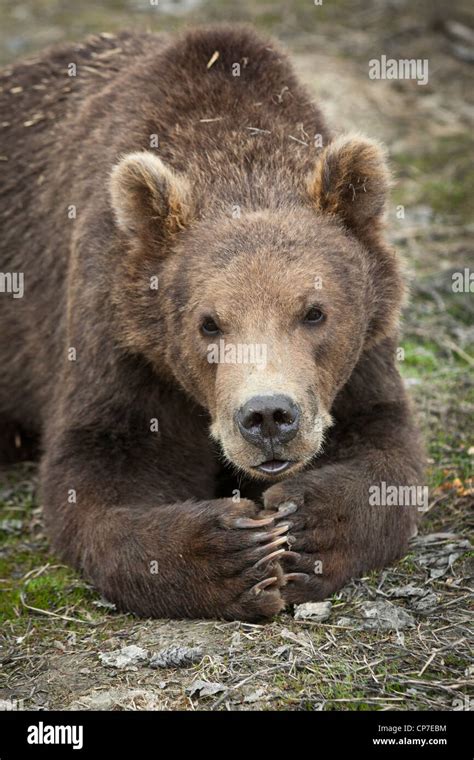 Male Kodiak Brown Bear Alaska Wildlife Hi Res Stock Photography And