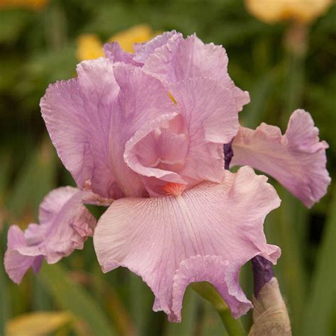 Tasche R Ckzug Bersetzung Iris Rose Duft Isolieren Vorahnung