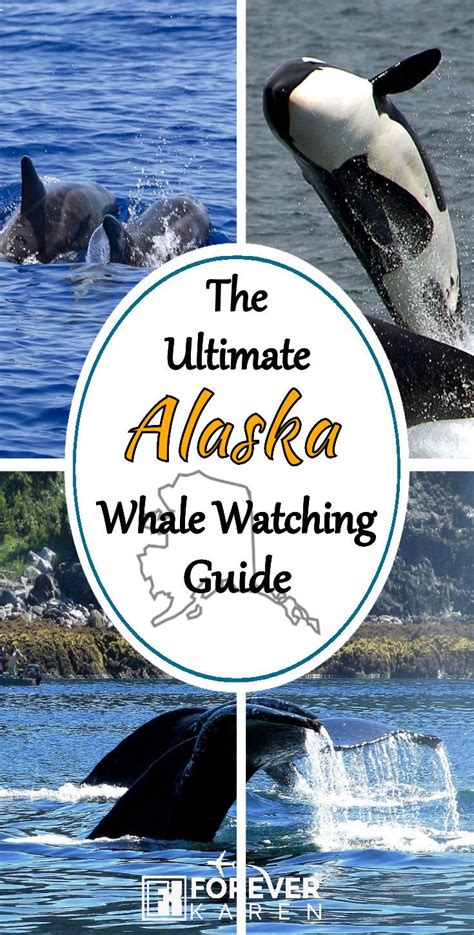 The Ultimate Alaska Whale Watching Guide
