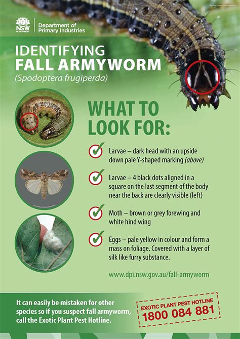 Fall Armyworm Marches South