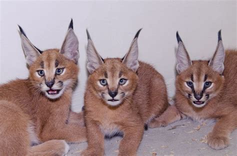 Embroidered lynx cat sew or iron on patch biker patch. Cats, Caracal and For sale on Pinterest