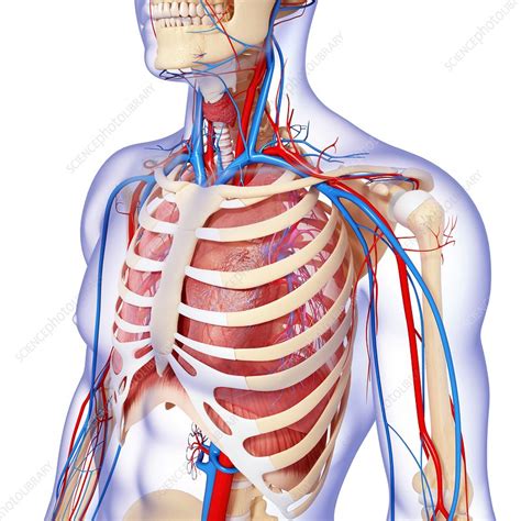 Chest Anatomy Artwork Stock Image F0060166 Science Photo Library