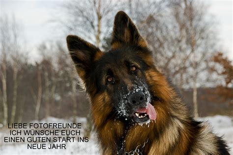 Jahrhunderts, wobei es sich bei ihm um. Schäferhund Foto & Bild | tiere, haustiere, hunde Bilder ...