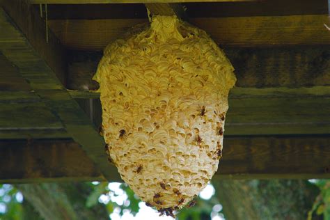 Video Shows The Inside Of A Wasps Nest