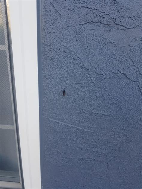 Small Black Flying Bug With What Appears To Be A Stinger Some Sort Of