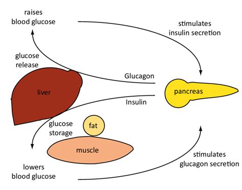 Describe The Role Of Insulin In Regulating Blood Sugar Levels