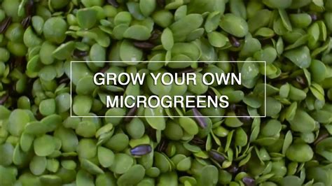 Grow Microgreens Sunflowers Diy Youtube