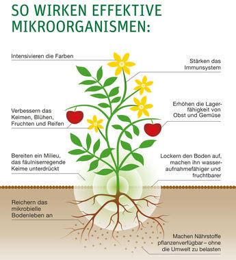 Dabei schüttete er die reste seiner lösungen, welche unterschiedliche mikroorganismen enthielten, auf ein rasenstück. Der EM-Laden - EM im Garten