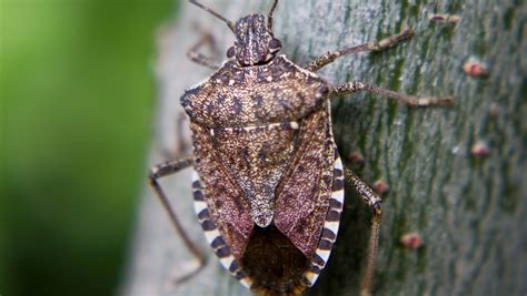 Stink Bugs Are Back What Are They How Do You Get Rid Of Them