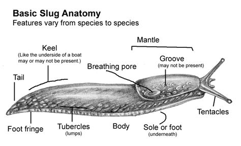 Slug Anatomy Diagram Natural History Illustration By Lizzie Harper