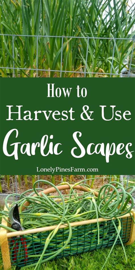 How To Harvest And Use Garlic Scapes Garlic Scapes Backyard Vegetable