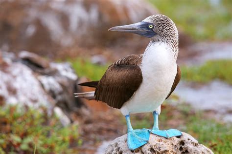 Is The Blue Footed Booby Extinct American Oceans