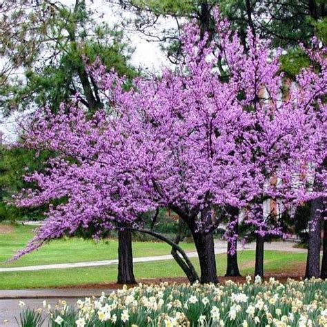 Forest Pansy Redbud Cercis Canadensis Forest Pansy Courville