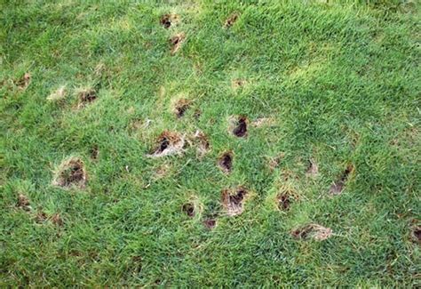 Wild Animal Digging Holes In Yard Digging Holes Lawn Lawn And Garden