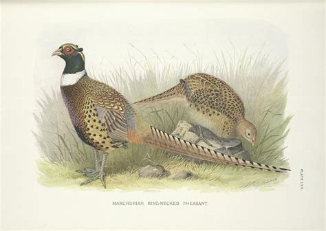 Manchurian Ring Necked Pheasant Phasianus Colchicus Pallasi Nypl Digital Collections