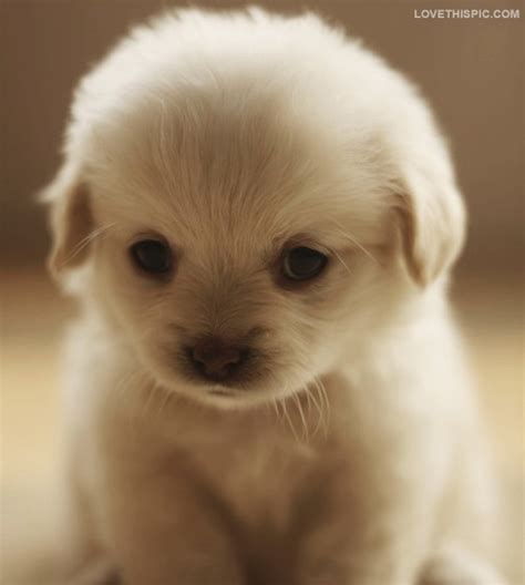 Cute Fluffy Puppy Pictures Photos And Images For Facebook Tumblr Pinterest And Twitter