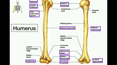 These are all the terms from all the bone flashcards combined!! Anatomy | Specific Bony Features of the Radius & Ulna - YouTube