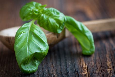 Plantas aromáticas en la cocina: 5 hierbas aromáticas que debes tener en tu cocina ...