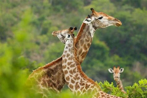 Tanzania African Safaris Arusha Address Phone Number Tripadvisor