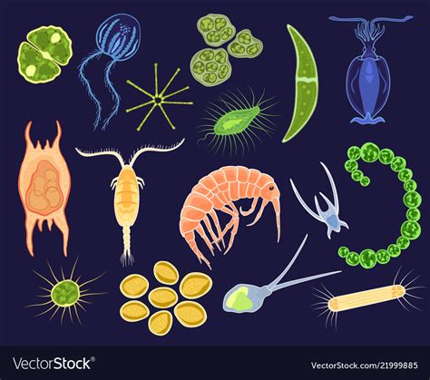 Plankton Aquatic Phytoplankton Royalty Free Vector Image
