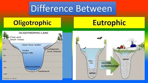 Characteristics Of Oligotrophic And Eutrophic Lakes Environment Notes