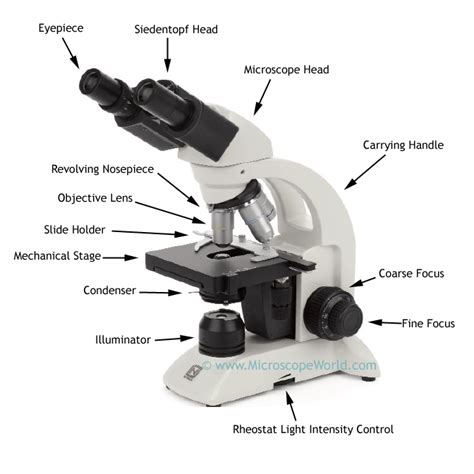 Microscope World Blog Biological Microscope Parts
