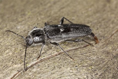 Manchmal gelangen käfer durch den einkauf von befallenen lebensmitteln oder durch tierfutter in deine wohnung und breiten sich dort aus. Schwarze Käfer im Haus » Die häufigsten Arten im Überblick