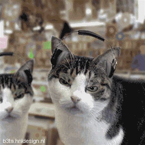 Funny Cats Animated Gifs Gif Animations Funny Animated Gifs D