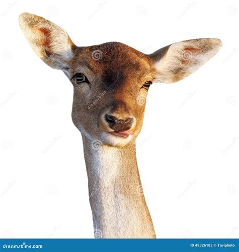 Fallow Deer Doe Funny Face Stock Photo Image Of Mottled 49326182