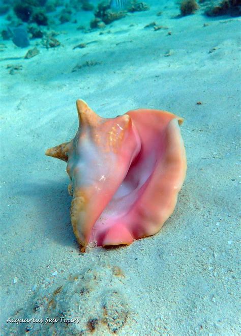 Check spelling or type a new query. The beautiful conch shell - found while snorkelling in ...