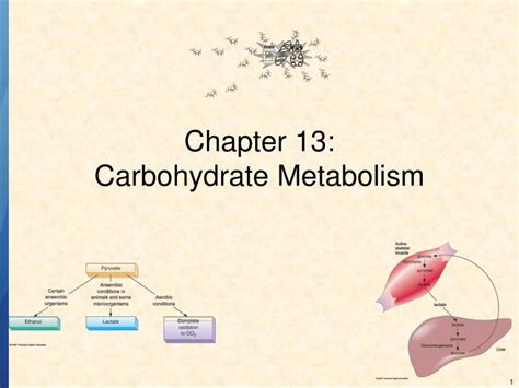 Ppt Chapter 13 Carbohydrate Metabolism Powerpoint Presentation Free
