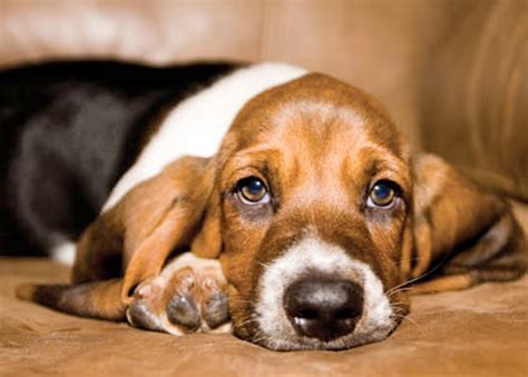 Learn About The Basset Hound Dog Breed From A Trusted Veterinarian
