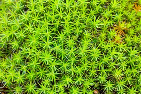 Common Haircap Moss Star Moss Polytrichum Commune Stock Photo