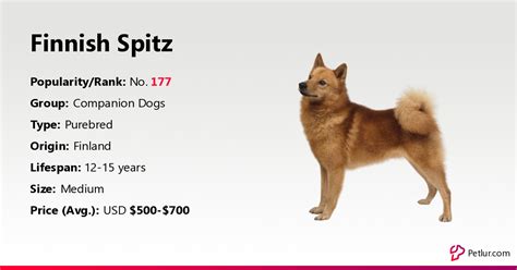 Finnish Spitz Dog Breed Info Size Price Height Petlur