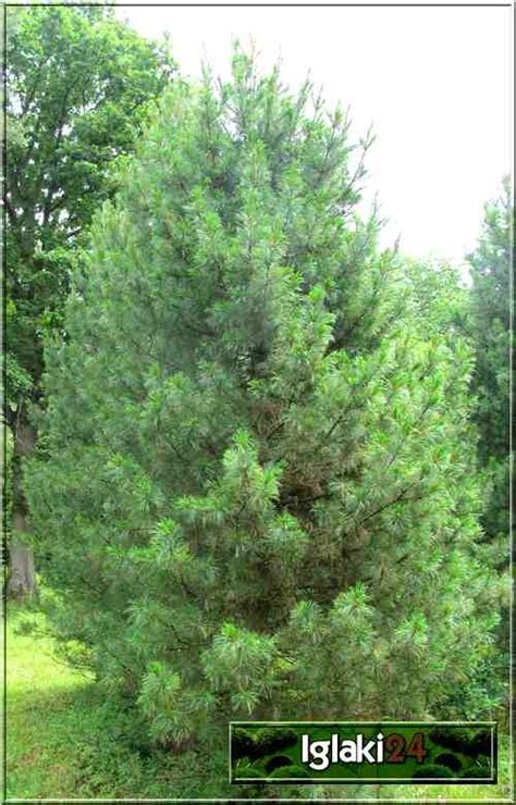 Pinus Cembra Sosna Limba Foto Internetowy Sklep Ogrodniczy Szkółka