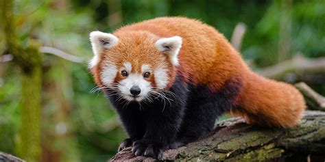 Satellites Help Track Endangered Red Pandas Curious Times