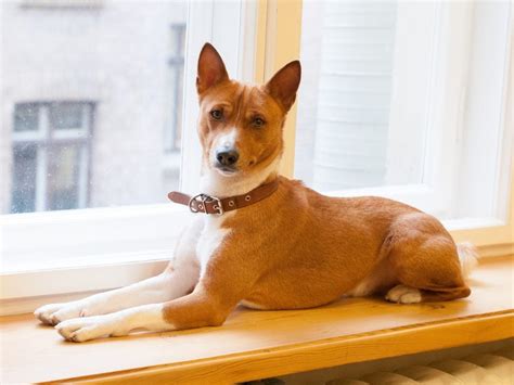 The 13 Best Apartment Dogs Readers Digest Canada