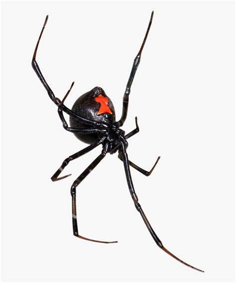 Black Widow Black Widow Spider Png Free Transparent Clipart