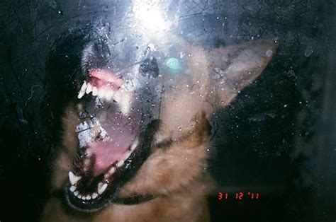 Darkhist “glow Blog ” Grunge Aesthetic Dark Aesthetic Angry Dog