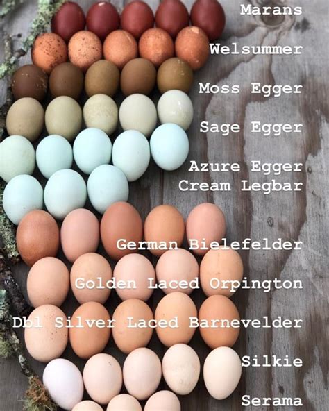 What Are The Differences Between Brown White And Blue Egg Laying Chickens Quora