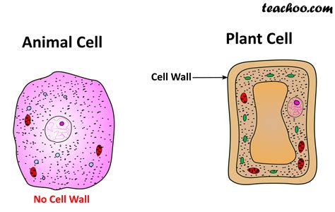 Animal Cell Ncert Class 8 Ncert Solutions Cell Biology Class 8