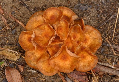 Photo 1292 05 Bunch Of Ringless Honey Mushrooms