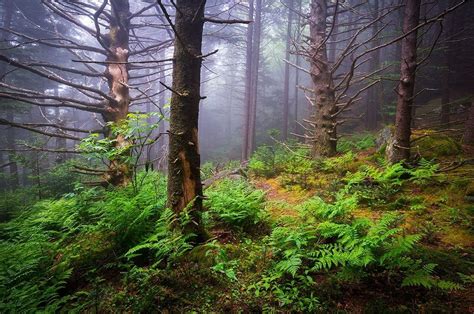 Nature Landscape Mist Forest Ferns Morning Daylight