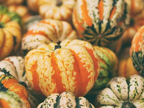 Pile Of Pumpkins And Gourds Free Photo Rawpixel