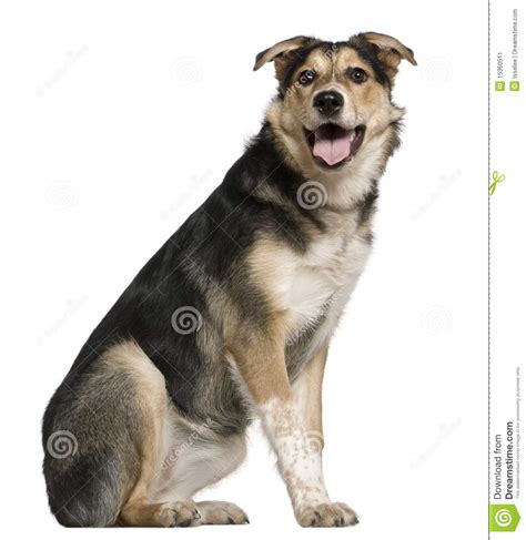 Mixed Australian Shepherd Dog 8 Months Old Stock Image Image Of
