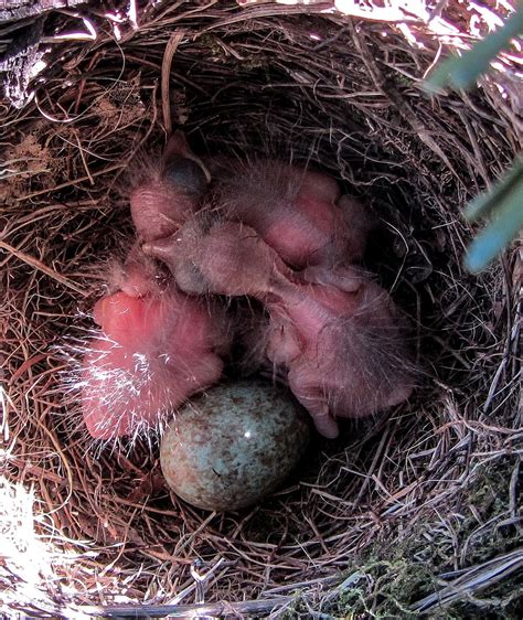 Bird Blackbird Blackbird Nest Nest Bird Young Egg Bird Eggs Bird