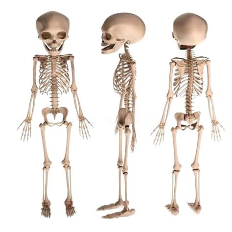 Cu Ntos Huesos Tiene Un Reci N Nacido Esqueleto Humano
